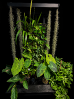 Sacred Nook Garden